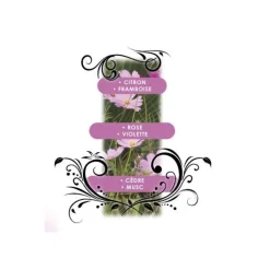 Parfum She's a girl rose